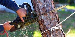Best Tree Preservation Services  in Seymour, TN