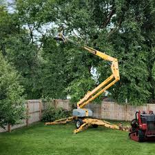 Best Hedge Trimming  in Seymour, TN