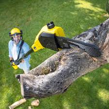 Best Utility Line Clearance  in Seymour, TN