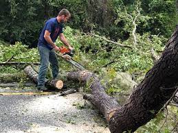 Best Firewood Processing and Delivery  in Seymour, TN