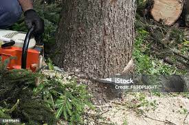 Best Lawn Pest Prevention  in Seymour, TN