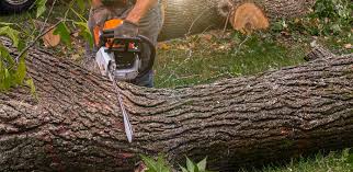 Best Tree Maintenance Programs  in Seymour, TN