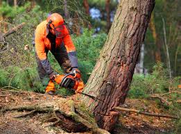 Best Lawn Drainage Solutions  in Seymour, TN