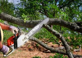 Best Tree Health Inspection  in Seymour, TN