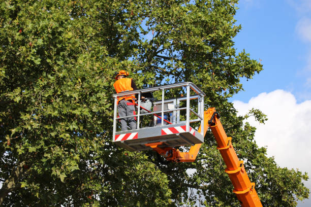 Best Tree and Shrub Care  in Seymour, TN