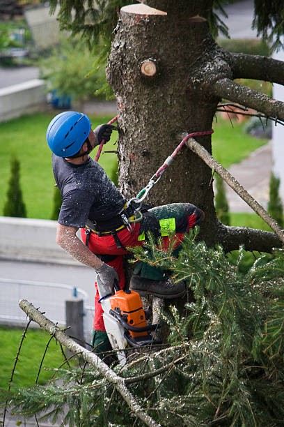 Best Tree Trimming and Pruning  in Seymour, TN