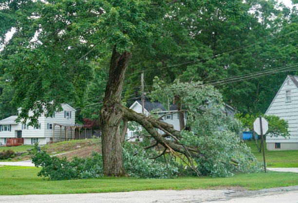 Best Emergency Tree Removal  in Seymour, TN