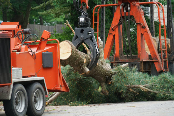 Best Arborist Consultation Services  in Seymour, TN