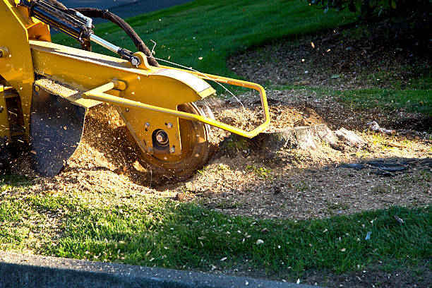 Best Soil Testing and Treatment  in Seymour, TN