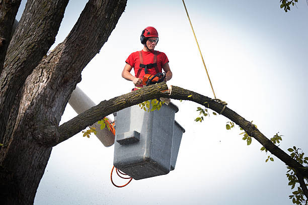 Best Storm Damage Tree Cleanup  in Seymour, TN