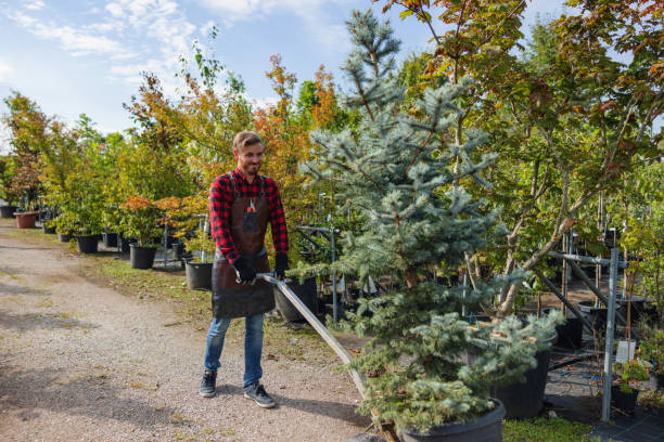 Best Tree Disease Treatment  in Seymour, TN
