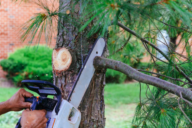 Seymour, TN Tree Removal Company